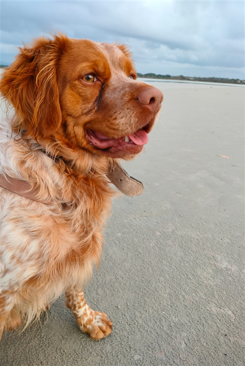 campagna microchippatura cani di proprieta’