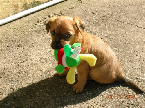 campagna microchippatura cani di proprietà